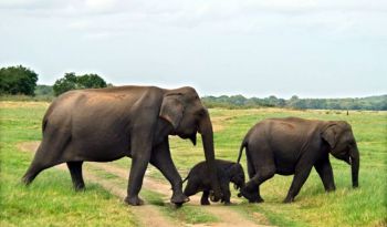 minneriya-national-park-luxury-honeymoon-packages-sri-lanka-ceylon-expeditions 