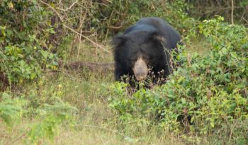 sloth-bear-sri-lanka-luxury-beach-holidays-in-sri-lanka-ceylon-expeditions 