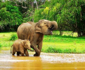 baby-elephant-minneriya-national-park-wildlife-holidays-ceylon-expeditions