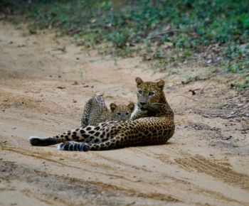 sri-lankan-leopard-wilpattu-national-park-ceylon-expeditions-travels