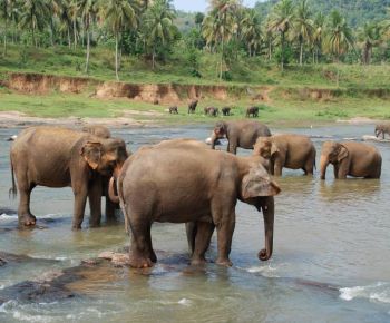 elephant-orphanage-pinnawala-ceylon-expeditions-travels