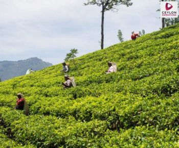 tea-lucking-ladies-in-nuwara-eliya-sri-lanka-ceylon-expeditions