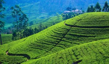 nuwara-elita-tea-estate-off-the-beaten-track-luxury-holidays-ceylon-expeditions